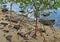 Young red mangrove roots, Rhizophora mangle, Rio