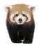 Young Red panda or Shining cat, Ailurus fulgens