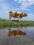 Young red pied bull mooing, reflected in the water, on a leash, sheep clouds above and clouds reflection below.