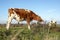 Young red pied cow tries with her tongue to eat the weeds in the meadow