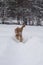 Young red russian spaniel dog rushing on snowy path with its flying ears