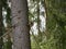 A young red squirrel looks out from behind the trunk of a pine tree on a Sunny spring day. Looking at rodents in natural.