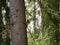 A young red squirrel looks out from behind the trunk of a pine tree on a Sunny spring day. Looking at rodents in natural.