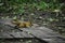 The young red squrrel & x28;sciurus vulgaris& x29; researches a little stone thinking if it can be eaten