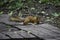 The young red squrrel (sciurus vulgaris) researches a little stone thinking if it can be eaten