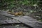 The young red squrrel (sciurus vulgaris) researches a little stone thinking if it can be eaten