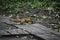 The young red squrrel (sciurus vulgaris) researches a little stone thinking if it can be eaten