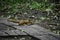 The young red squrrel (sciurus vulgaris) researches a little stone thinking if it can be eaten