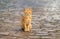 Young red tabby kitten posing on an old stone floor