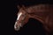 Young red trakehner mare horse in brown bridle isolated on black background