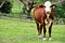 Young red and white Australian Hereford heifer cow in paddock