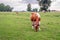 Young red-and-white cow eats fresh green grass