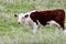 Young red-and-white cow roams free on Ameland