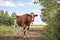 Young red and white cow is standing on a milk path and looks friendly and a bit silly on a sunny day on Schiermonnikoog