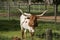 Young Red and White Longhorn