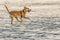 A young redhead beautiful strong dog with short hair and open mouth in black harness runs along the beach