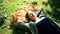 Young redhead relaxing on lawn