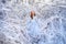 Young redhead woman, a princess, walks in a winter forest in a blue dress.