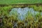 Young reed in Dnieper marshes