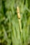 Young Reed\'s Cattail Detail