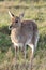 Young Reedbuck