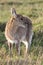 Young Reedbuck Antelope