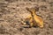 Young reedbuck lies in sand eyeing camera