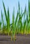 Young reeds germinate in weathered soils