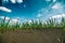 Young reeds germinate in weathered soils