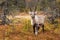 A young reindeer in the middle of autumn foliage in Lapland