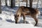 Young Reindeer in the Snow