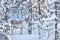 Young reindeer in snowy forest