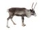 A young reindeer on a white background