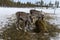 Young reindeers eating