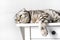 Young resting gray striped cat lies on a white table in sunlight. Bored animal looking up dreaming relax