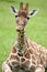 Young Reticulated Giraffe