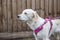 Young retriever dog wearing a pink harness barking at something