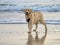 Young Retriever Having Fun At The Beach