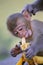 Young Rhesus macaque eating banana