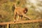 Young Rhesus Macaque walking on a fence, New Delhi