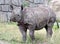 Young rhino, Diceros bicornis