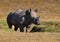 Young Rhino in grassland