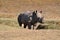 Young Rhino in grasslands of Africa are becoming more rare