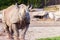 A young rhino looks to the camera