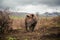 Young rhino roaming through a desolate African landscape