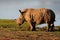 Young rhino on the waterfront