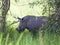 Young rhino at Ziwa Rhino Sanctuary