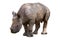 Young rhinoceros