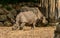 Young rhinoceros girl with her mother