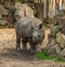 Young rhinoceros girl with her mother in background